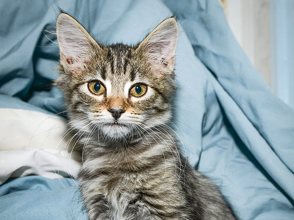Meet the Star Kittens from Kate Davis's 'Roar' Video| Animal Charities, Cats, Stars and Pets