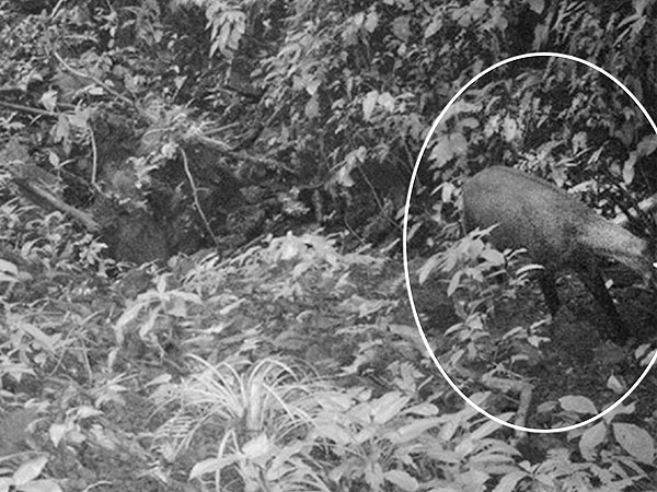 PHOTO: Is This a Unicorn? Rare Horned Animal Spotted in Vietnam| Animals & Pets, Zoo Animals