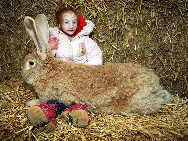 Giant rabbit and potential World Record Holder for Smallest Girl Meet in Photo