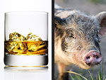 Whiskey vs. Pig: What Can'tJohnny Depp Live Without?