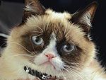 Can We Make Grumpy Cat Smile?