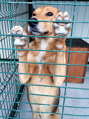 Meet the Billionaire Saving Sochi's Strays| Animal Charities, Dogs, Winter Olympics 2014