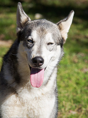 Adopt a Dog: Husky Rescue Texas