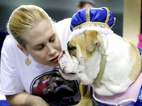 Meet Lucey: The Adorable Winner of Iowa's 'Beautiful Bulldog' Contest| Cute Pets, Dogs
