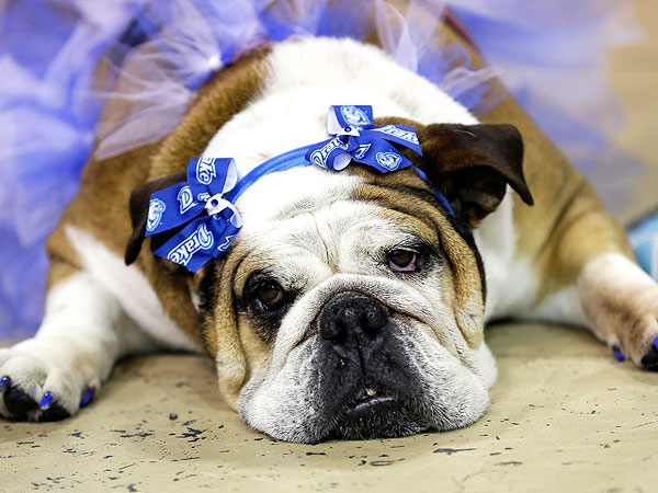 Meet Lucey: The Adorable Winner of Iowa's 'Beautiful Bulldog' Contest| Cute Pets, Dogs