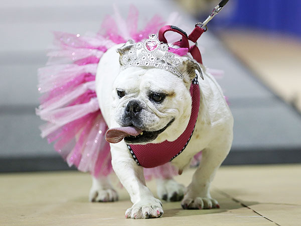 Meet Lucey: The Adorable Winner of Iowa's 'Beautiful Bulldog' Contest| Cute Pets, Dogs