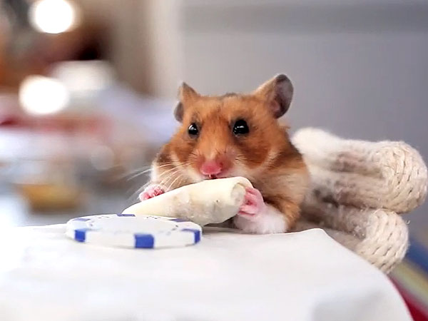 Watch Hamster Eat the Tiniest Pizza Slice Ever| Cute Pets, Funny Pet Videos, Funny Pets, Pet Videos