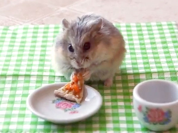 Watch This Adorable Bunny Get an Accidental Makeover by Munching on Raspberries| Cute Pets, Funny Pet Videos, Funny Pets