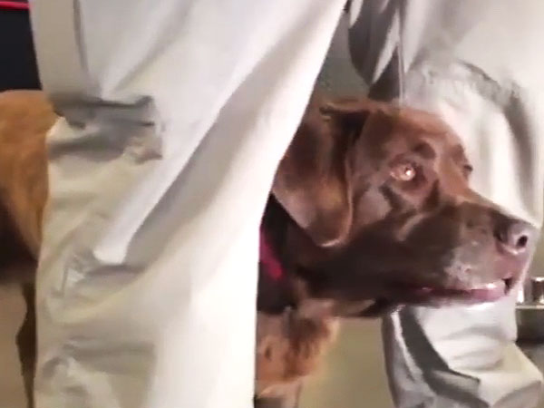 Deployed Soldier Will Be Reunited with the Dog His Ex Sold on Craigslist| Animals & Pets, Around the Web