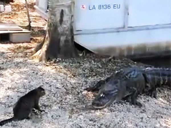 Alligator Escapes from Michigan Zoo, Apparently with Help from Tortoise Accomplice| Animals & Pets, Zoo Animals
