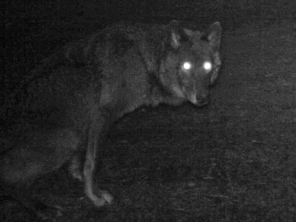 Wandering Oregon Wolf May Have Found a Mate After Searching Thousands of Miles| Animals & Pets