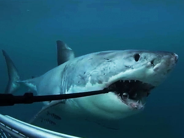 Shark Attack Survivor Paul de Gelder Is Now a Shark Activist (VIDEO)| Shark Week, Real People Stories