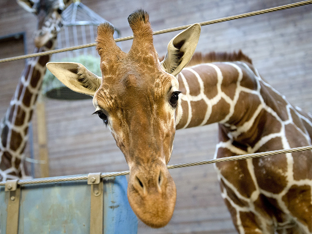 Woman Cited for Climbing into Giraffe's Pen at Wisconsin Zoo