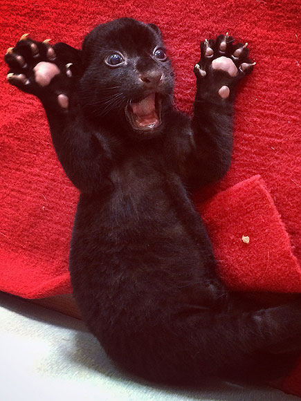 Black Tiger Cub Tries to Terrify, Looks Purr-fectly Precious Instead| Animals & Pets, Baby Animals, Exotic Animals & Pets, Zoo Animals