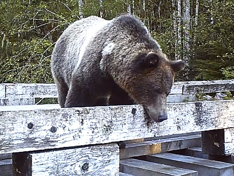 Bear Cub Found Wandering Oregon Drug Store Goes to Rehab| Animals & Pets, Around the Web