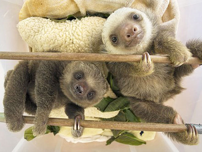 Sloths Who Do Not Have Time for You - FUR REAL - Exotic Animals & Pets