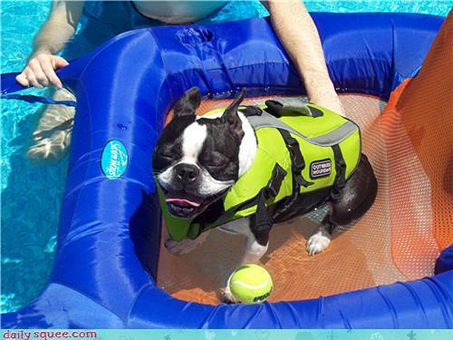 WATCH: Hawaii's Most Famous Surfer Is Kama the Pig| Animals & Pets, Talented Pets