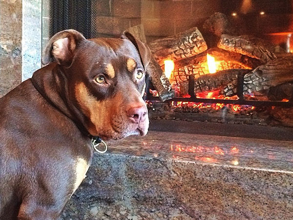 Winter Storm Hercules: Gisele Bundchen's Dog In Front of Fireplace Photo