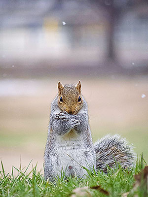 Winter Storm Hercules: Squirrel Shivering Photo