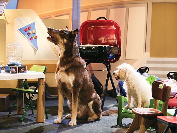 The 5 Best Pics from Puppy Bowl X| Animals & Pets, Dogs, Cats