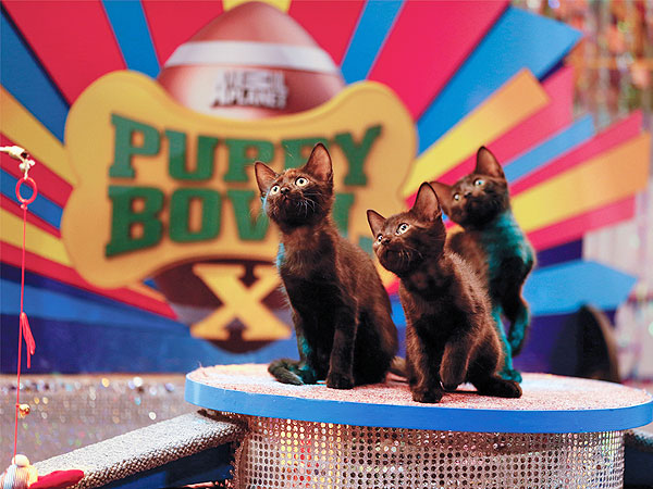 The 5 Best Pics from Puppy Bowl X| Animals & Pets, Dogs, Cats