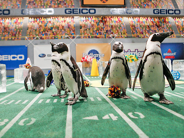 The 5 Best Pics from Puppy Bowl X| Animals & Pets, Dogs, Cats