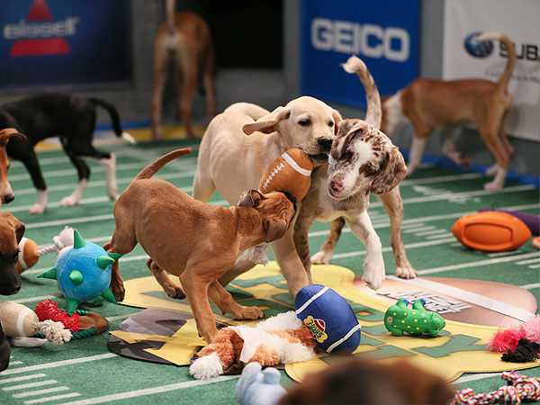 The 5 Best Pics from Puppy Bowl X| Animals & Pets, Dogs, Cats