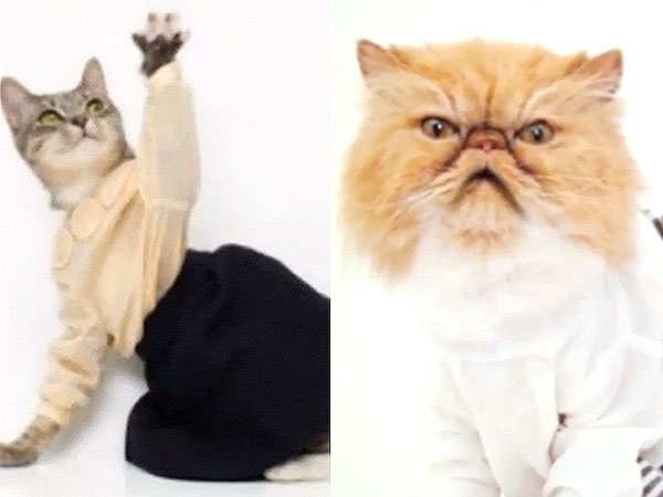 New York Fashion Week 2014: What Cats Think Instagram Videos