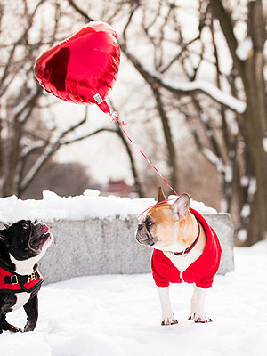 15 French Bulldogs Help Man Propose to His Girlfriend| Cute Pets, Dogs, Engagements, Real People Stories