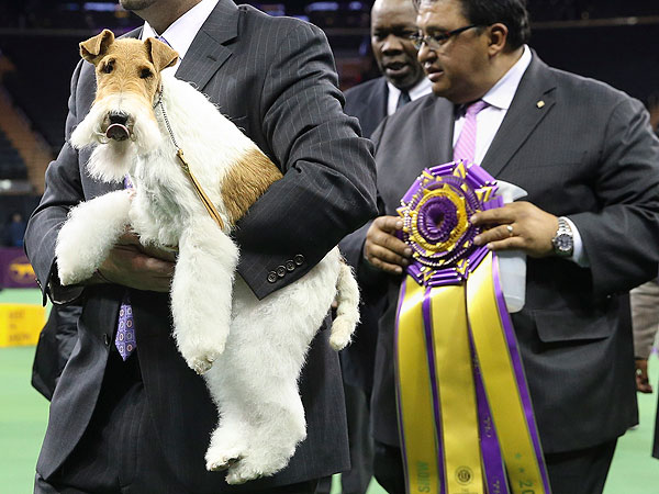 Westminster Names Wire Fox Terrier Best in Show| Dogs, Westminster Kennel Club Dog Show