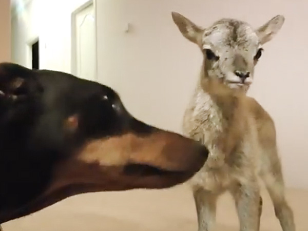 WATCH: Winter the Bouncing Lamb Is Ready to Jump Into the Weekend| Animals & Pets, Cute Pets, Funny Pet Videos, Pet Videos