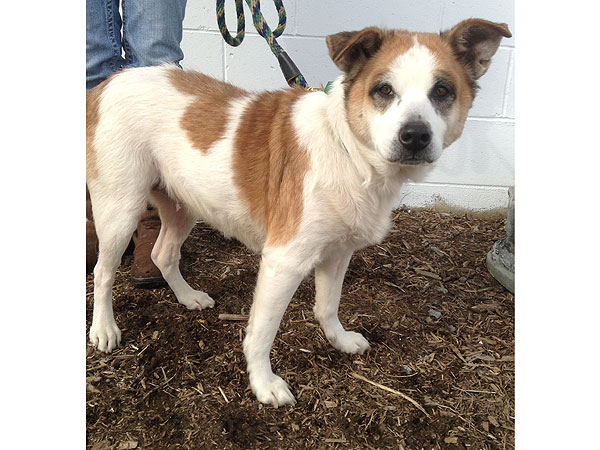 Adopt a Dog: Harriet in Connecticut
