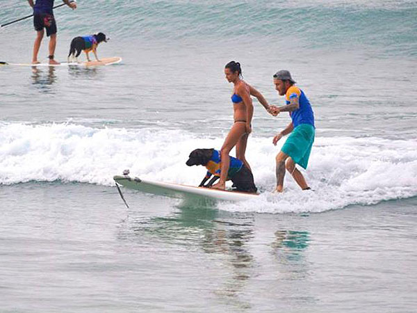The Daily Treat: 5 Perfect Photos of Dogs Surfing in Australia| Dogs, Pet News
