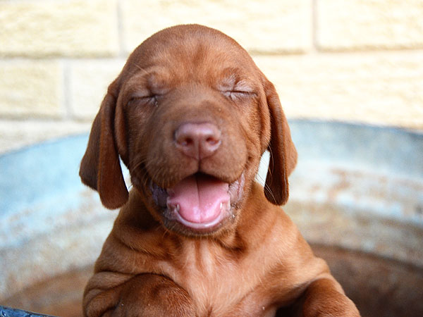 The Daily Treat: 10 Puppies More Excited for the Weekend Than You| Dogs, Pet News