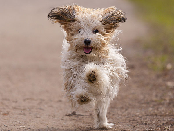 The Daily Treat: 10 Puppies More Excited for the Weekend Than You| Dogs, Pet News