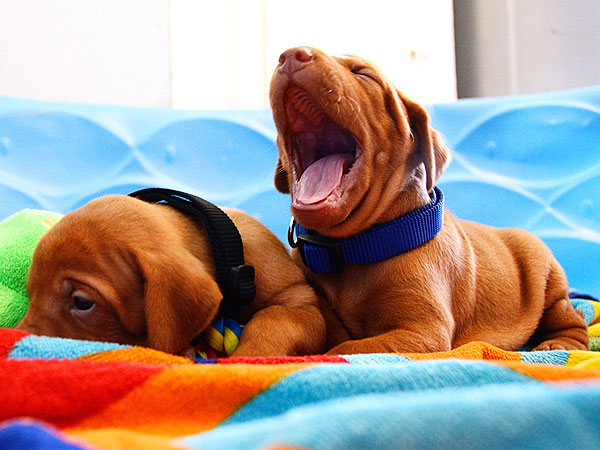 The Daily Treat: 10 Puppies More Excited for the Weekend Than You| Dogs, Pet News