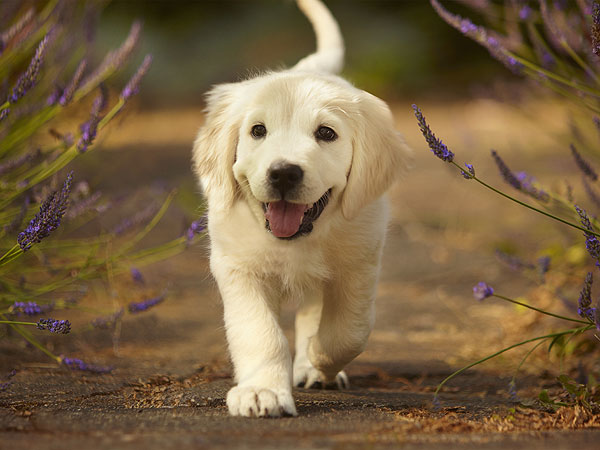 The Daily Treat: 10 Puppies More Excited for the Weekend Than You| Dogs, Pet News