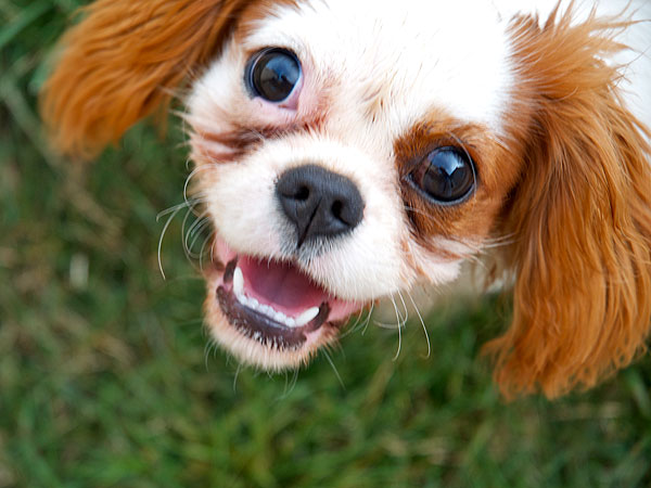 The Daily Treat: 10 Puppies More Excited for the Weekend Than You| Dogs, Pet News
