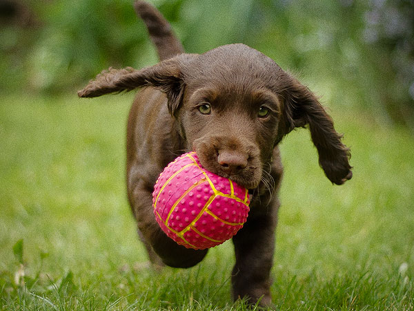 The Daily Treat: 10 Puppies More Excited for the Weekend Than You| Dogs, Pet News
