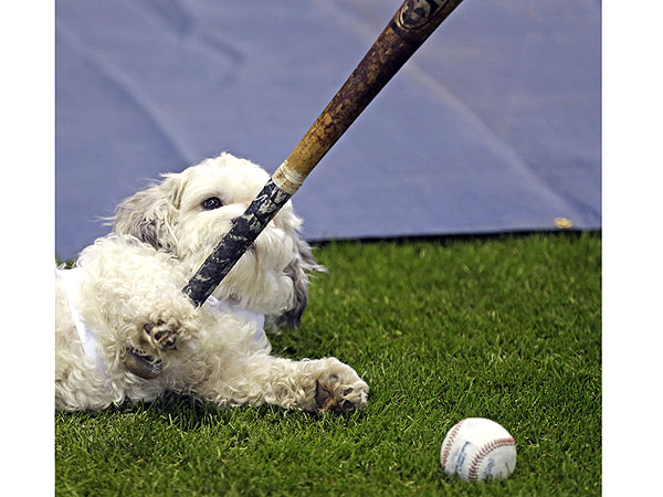 The Daily Treat: How Milwaukee Brewers Dog Hank Became the MVP of Opening Day| Dogs, Pet News
