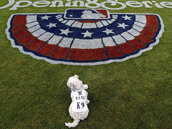 The Daily Treat: How Milwaukee Brewers Dog Hank Became the MVP of Opening Day| Dogs, Pet News