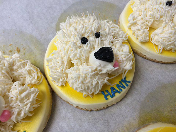 The Daily Treat: How Milwaukee Brewers Dog Hank Became the MVP of Opening Day| Dogs, Pet News