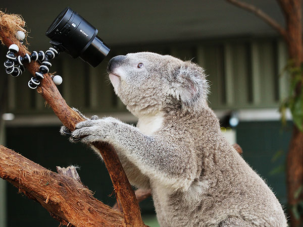 The Daily Treat: Koalas Are Taking Selfies Now| Exotic Animals & Pets, Wacky Animal Stories, Zoo Animals, Animals & Pets, Cute Pets, Exotic Animals & Pets, Funny Pets, Pet News, Talented Pets