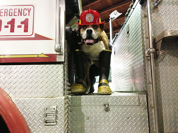 Dog Spends Final Days Fulfilling Bucket List| Animals & Pets, Dogs, Pet Deaths
