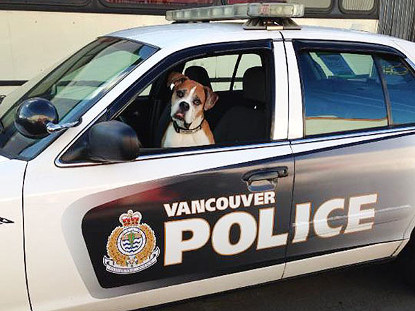 Dog Spends Final Days Fulfilling Bucket List| Animals & Pets, Dogs, Pet Deaths