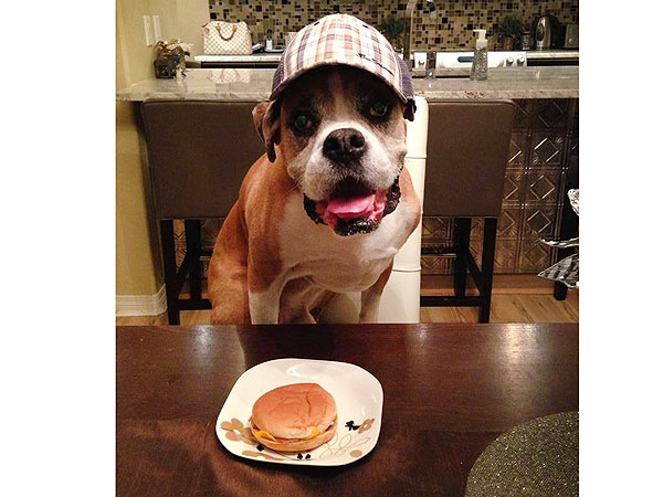 Dog Spends Final Days Fulfilling Bucket List| Animals & Pets, Dogs, Pet Deaths