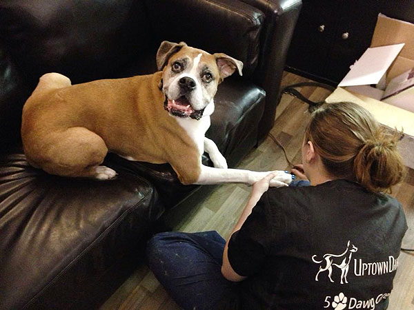 Dog Spends Final Days Fulfilling Bucket List| Animals & Pets, Dogs, Pet Deaths