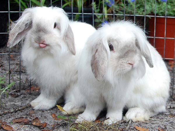 Easter Rabbit: Adopt Rabbits Expo and Impo in Florida