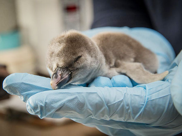 The Daily Treat: Oregon Zoo's Penguin Hatchlings Are Growing Up| Animals & Pets, Baby Animals, Zoo Animals