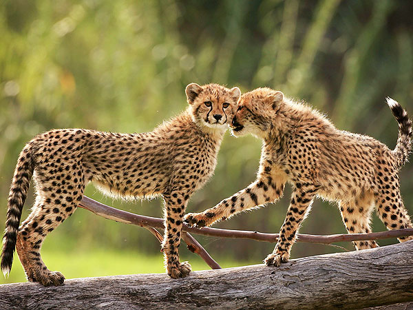 The Daily Treat: 7 Reasons to Celebrate Earth Day| Animals & Pets, Zoo Animals